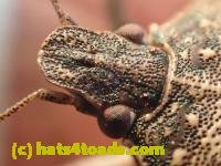 /home//u458753944/public_html/sourcegallery/////////////Insects and small critters/aphids cicadas lanternflies and true bugs (Hemiptera)/PC250050.JPG